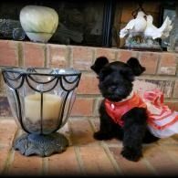 Small black dog in a red dress sitting on brick steps beside a decorative metal planter.
