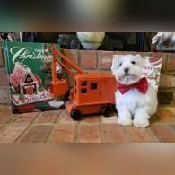 Small white dog with a red bow sitting beside an orange toy truck and Christmas decor indoors