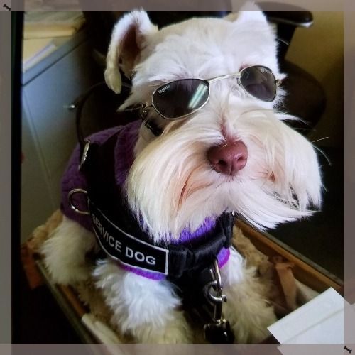 Small white dog wearing sunglasses and a purple service vest сидiting indoors on a chair