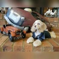 Small dog in a blue sweater beside a toy orange car and truck on a brick hearth