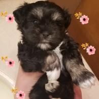 Small black puppy with white chest and paws, sitting on a pink blanket with flower decorations.