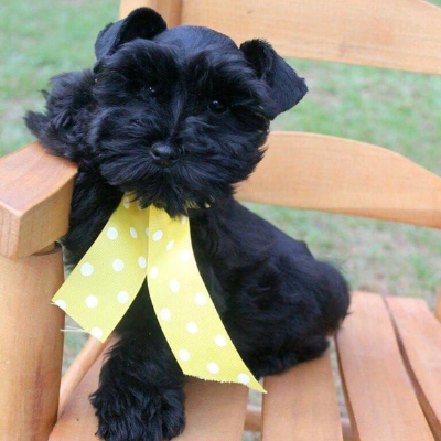 Black puppy with a yellow polka-dot ribbon sitting on a wooden bench outdoors