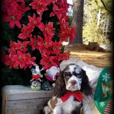 Dog with red bow in front of red poinsettias outdoors