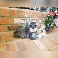 Small black-and-white dog lying on a brick patio beside a brick wall and holiday decorations