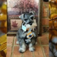 Small gray-and-white puppy in a sweater sitting on a tiled chair with a fall leaf backdrop