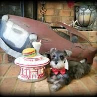 Small gray-and-white dog with red bow tie beside a toy burger and overturned chair indoors