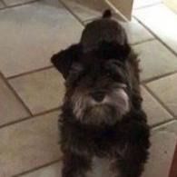 Small black-and-white dog standing on a tiled floor and looking up at the camera.