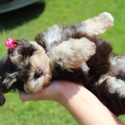 Tiny black-and-white puppy with pink bow lying in a hand outdoors on green grass