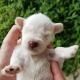 Tiny white baby puppy being held in a person's hand, with one ear visible and mouth slightly open.