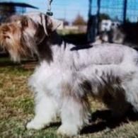Small shaggy white and brown dog standing on grass outdoors, with a wire fence in the background