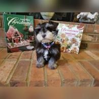 Small black-and-white dog sitting on a brick step with Christmas books propped up behind it