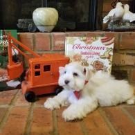 White puppy lying on brick hearth beside a red toy truck and Christmas card, wearing a red ribbon
