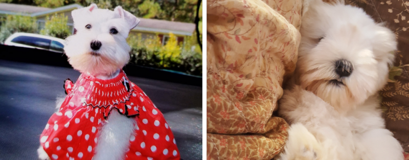 Small white fluffy dog in an outfit in a side-by-side photo with the other dog beside a tan teddy bear on a couch