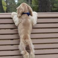 Small white dog with blue collar standing on hind legs, peering over a wooden fence