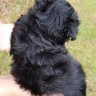 Small black fluffy puppy being held outdoors on grass