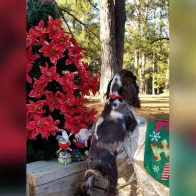 Two small dogs on a porch beside red flowers, facing a tall tree in a sunny yard.