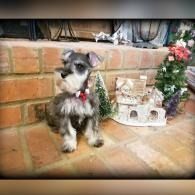 Small gray-and-white dog sitting on a tiled patio beside a miniature house and flowers