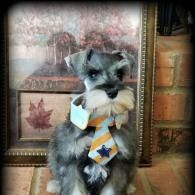 Gray schnauzer dog wearing a blue tie, standing indoors beside a framed painting.
