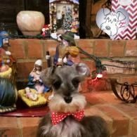 Gray dog wearing a red polka-dot bow tie in front of a brick fireplace decorated with holiday ornaments