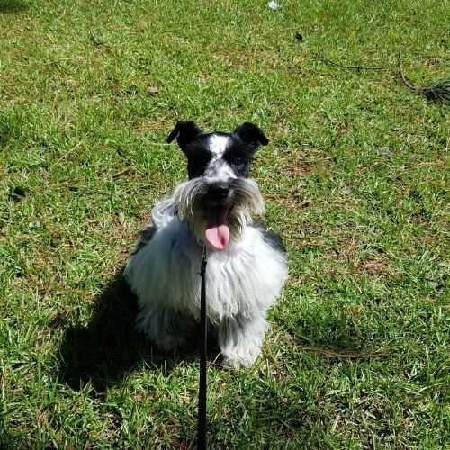 Black and white dog sitting on grass with tongue out, facing the camera.