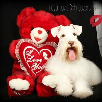 A fluffy white dog posed with a red teddy bear holding a “Love You” heart