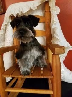 Small black-and-gray dog sitting on a wooden chair draped with a white cloth