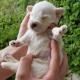Person holding a tiny white baby puppy outdoors, looking toward the camera