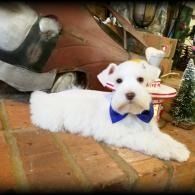 White fluffy dog with a blue bow lying on a brick floor indoors