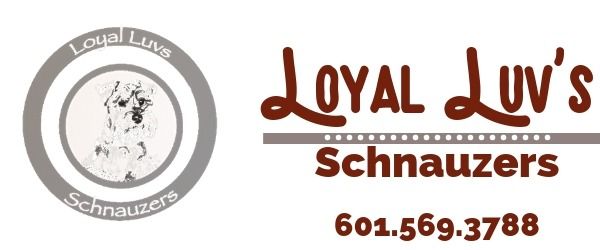 Logo for Loyal Luv’s Schnauzers with dog emblem and phone number 601.569.3788