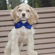Small cream-colored dog wearing a blue bow tie, sitting on a bench outdoors.