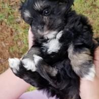 Small black-and-white puppy being held in hands outdoors