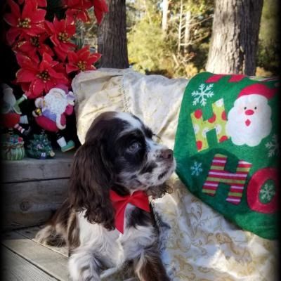 Small black-and-white dog with a red bow sits beside a festive Christmas pillow and poinsettias outdoors