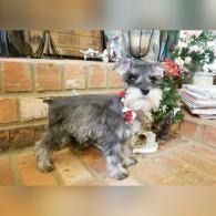 Small gray dog with a red-and-white garland standing on a brick patio near flowers and books