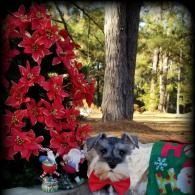 Small dog in a red bow tie beside a red flower display in a wooded outdoor setting