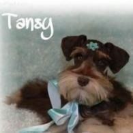 Small fluffy dog with brown ears and a blue ribbon, labeled “Tansy,” against a soft gray background