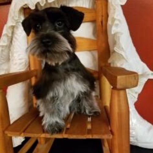 Small black-and-gray dog sitting on a wooden chair indoors.