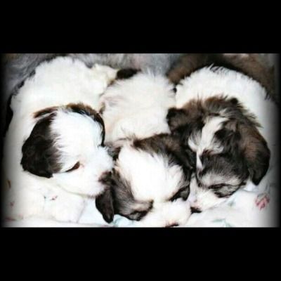 Four fluffy white-and-brown puppies sleeping close together in a pile