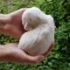 White puppy cradled in a person’s hand against a green leafy background