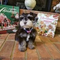 Small black-and-white puppy sitting on a tile floor in front of Christmas books and decorations.