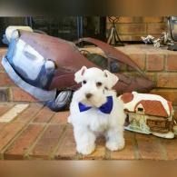 White puppy with blue bow sitting on brick steps beside a large backpack and a small bag