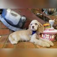 Cream-colored spaniel lying beside a toy iron and a red-and-white container in a cozy room