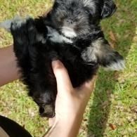 Small black puppy being held in two hands over grass, with one paw raised.
