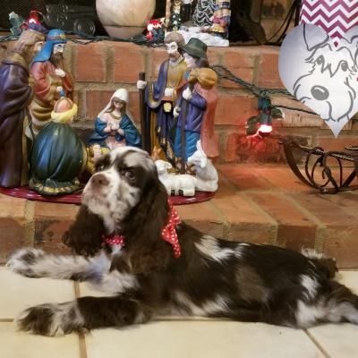 Brown-and-white dog lying on a brick hearth beside a lit nativity scene and holiday decor