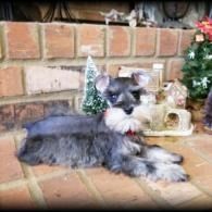 Small gray Schnauzer lying on a brick floor in front of a brick wall and holiday decor.