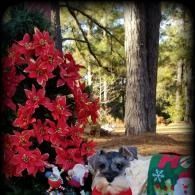 Red poinsettia display beside a small gray dog in a festive outdoor setting with trees and gifts