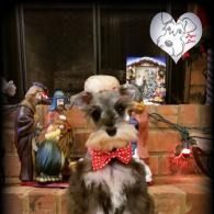 Small dog with a red bow tie sitting by Christmas decorations and a heart ornament.