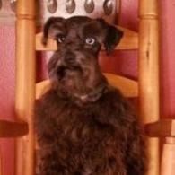 Small brown dog sitting upright on a wooden chair against a pink wall.