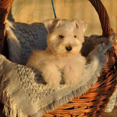 Small white puppy sitting in a wicker basket with a blue blanket, lit by warm sunlight