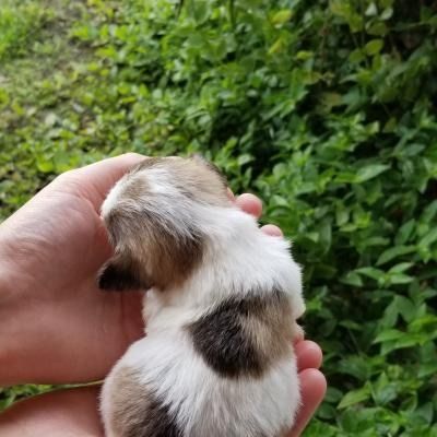 Small white-and-brown puppy being held in a hand, seen from behind against green foliage.