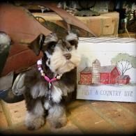 Small black-and-white dog wearing a pink collar sits beside a “Life at a Country Life” sign.